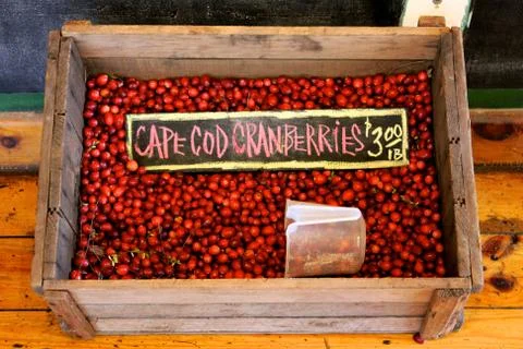 Cape Cod Cranberries Stock Photos