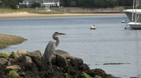 Cape Cod Great blue heron Stock Footage 41667768