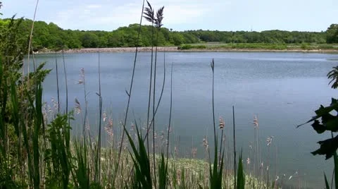 Cape Cod inland tidal river grass Stock Footage 12134996