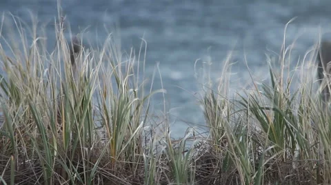 Cape cod marshes and bays Stock Footage 46463049