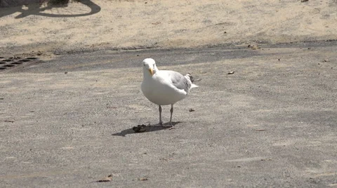 Cape cod seagull eating a crab Stock Footage 41664163