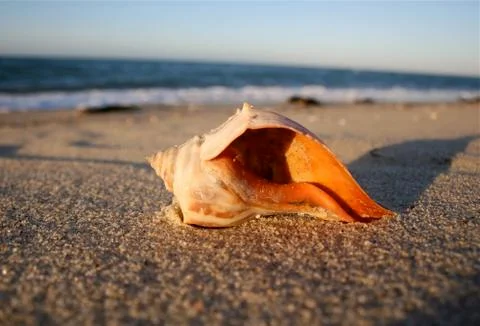 Cape Cod Whelk Shell at Sunset 스톡 사진