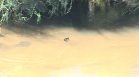 Cape Cormorant Vidéo 537941