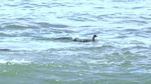 Cape cormorants catching fish close to the shore Stock Footage 161808217