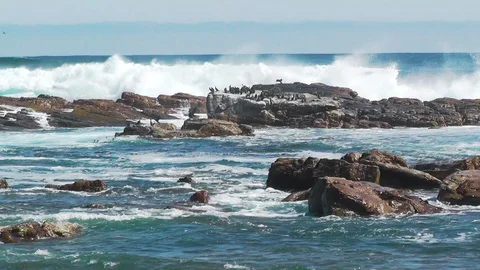 Cape Cormorants Stock Footage 90278727