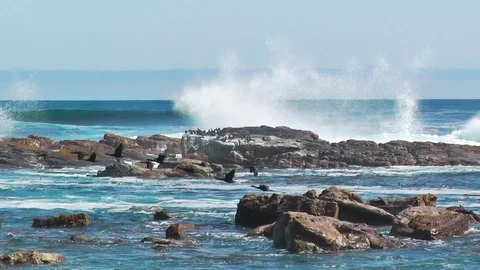 Cape Cormorants Stock Footage 90280100