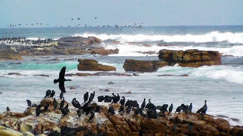 Cape Cormorants Video stock 90317073