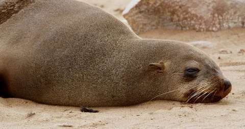 Cape Cross, Namibia, big adorable seal is lying on the sand, wildlife, 4k Stock Footage 129670569