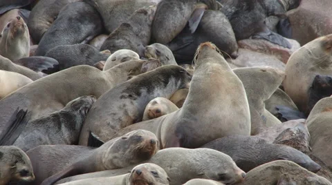 Cape Cross Seal Reserve Namibia Stock Footage 40934192