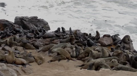 Cape Cross Seal Reserve Namibia Stock Footage 40949096