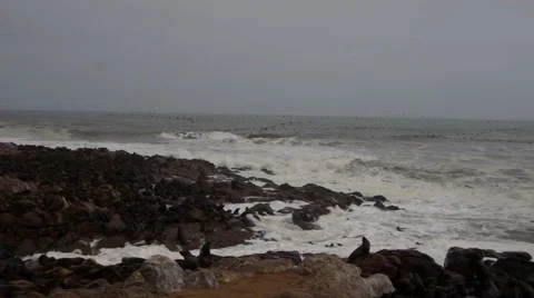 Cape Cross Seal Reserve Namibia Stock Footage 40962607