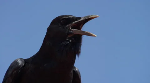 Cape Crow - close up of head, looking around and calling. Africa bird 4K uhd Stock Footage 54684912