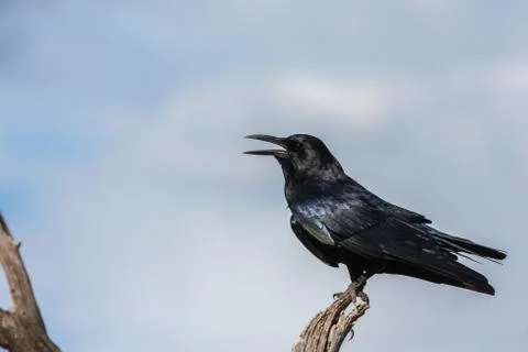 Cape crow on log Stock Photos