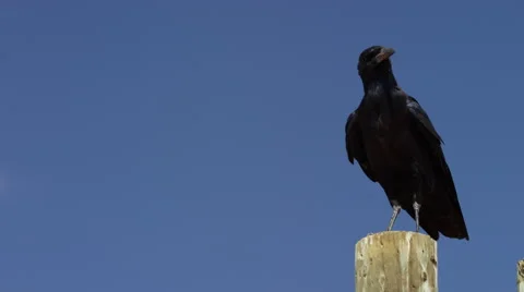 Cape Crow - medium of bird standing on pole. Africa bird 4K uhd ultrahd Stock Footage 54684988
