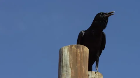 Cape Crow - medium, sitting on pole, calling. African bird 4K uhd ultrahd nature Stock Footage 54684833