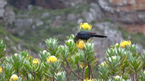 Cape crow on a tree pincushion Stock Footage 291022255