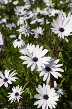 Cape daisies Stock Photos