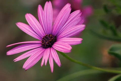 Cape daisy, Dimorphotheca ecklonis, with beautiful bokeh, Alcoy, Spain Stockfoto's