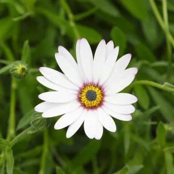Cape daisy flower Stock Photos