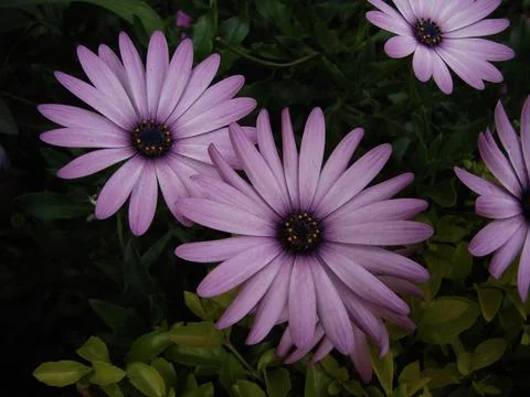 Cape Daisy Flower 库存照片