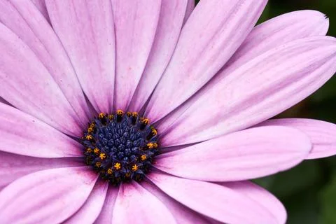 Cape Daisy, Herbers oder Cape Marguerite. Close-Up Stock Photos