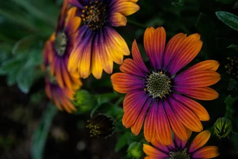 Cape daisy Фото