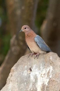 Cape Dove Stock Photos