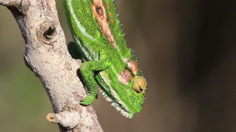 Cape dwarf chameleon walking down a dry branch Stock Footage 61938265
