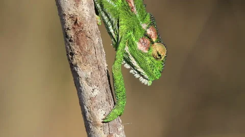 Cape dwarf chameleon walks down a dry branch static shot  Stock Footage 61955963