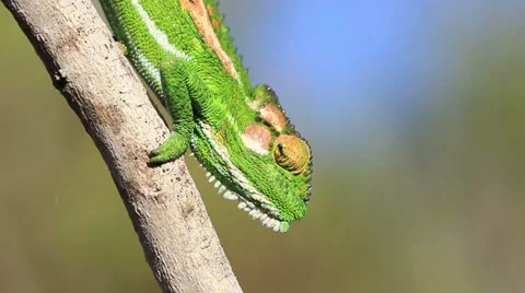 Cape dwarf chameleon walks down a dry branch mimicking the movement of a leaf  Stock Footage 61956457