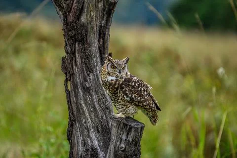 Cape eagle owl (Bubo capensis) is a large bird of prey perched in wild Stock Photos