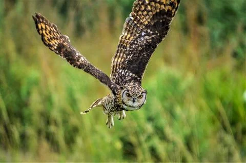 Cape eagle owl ( bubo capensis )a nocturnal raptor bird in flight in the wild Stock Photos