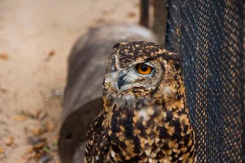Cape eagle owl in captivity Stock Photos