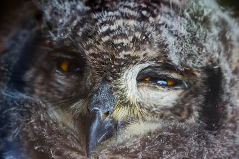 Cape eagle owl close up face Stock Photos