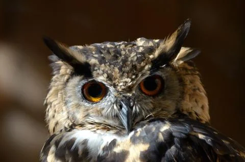 Cape eagle-owl Foto stock