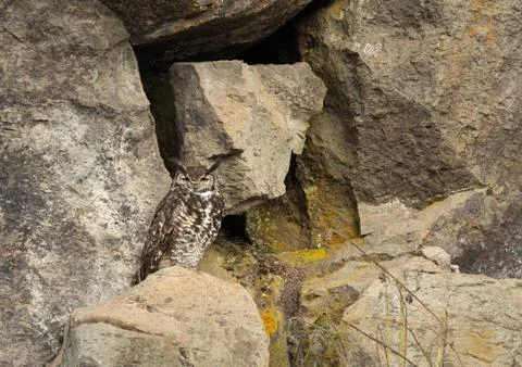 Cape eagle-owl sitting on a rock Stock Photos