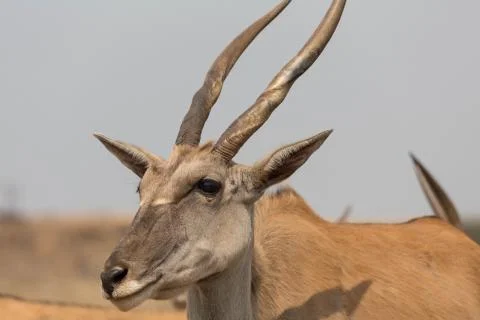 Cape Eland Stock Photos