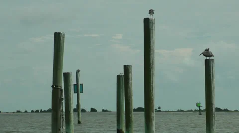 Cape Fear birds on posts Stock-Footage 36956117