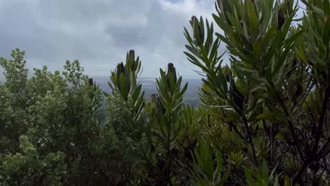 Cape Flats seen from Table Mountain, Cape Town, South Africa 스톡 동영상 168833110