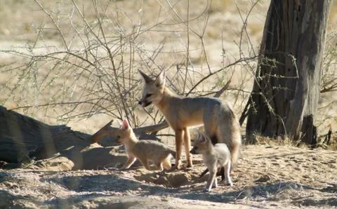 Cape Fox with Cups Stock Photos