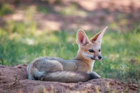 Cape fox laying down in the sand. Stock Photos