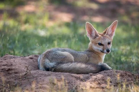 Cape fox laying down in the sand. Stock Photos