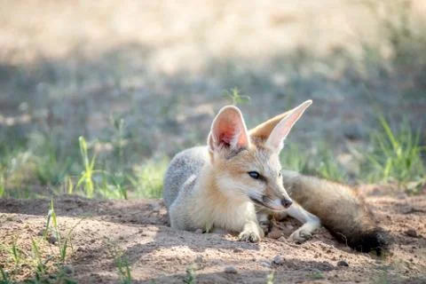 Cape fox laying down in the sand. Stock Photos