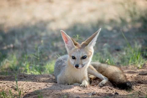 Cape fox laying down in the sand. Stock Photos