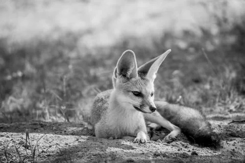 Cape fox laying down in the sand. Stock Photos