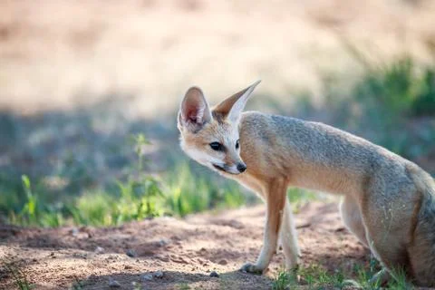 Cape fox looking back. Stock Photos