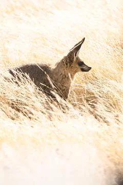 Cape fox Stock Photos