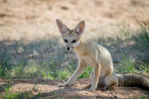 Cape fox sitting down in the sand. Stock Photos