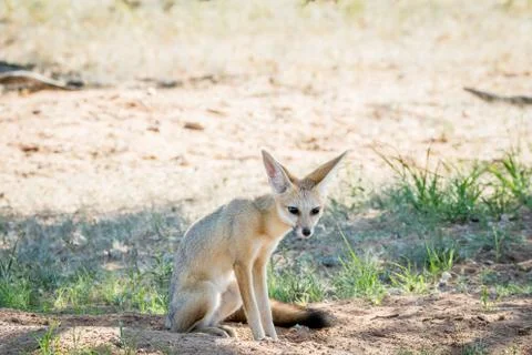 Cape fox sitting down in the sand. Stock Photos