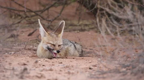 Cape Fox sleeping in the shade of a bush in the Kalahari Stock Footage 62087520